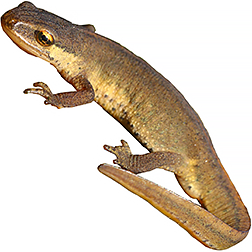 Palmate Newt
